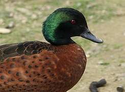 Chestnut Teal