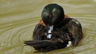 Chestnut Teal