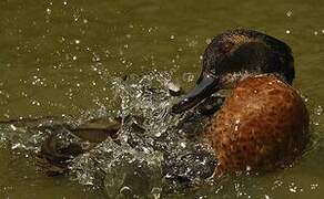 Chestnut Teal