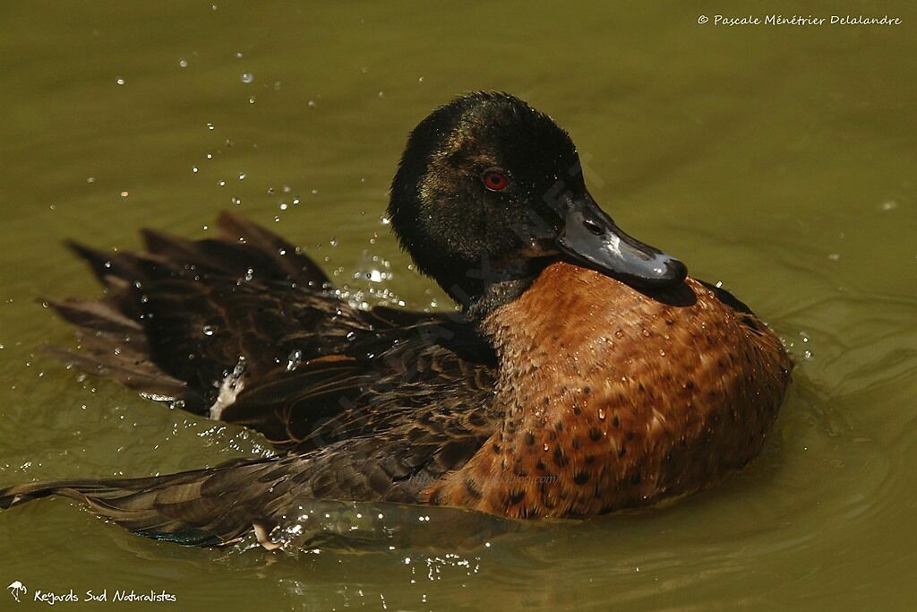 Sarcelle rousse