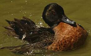 Chestnut Teal