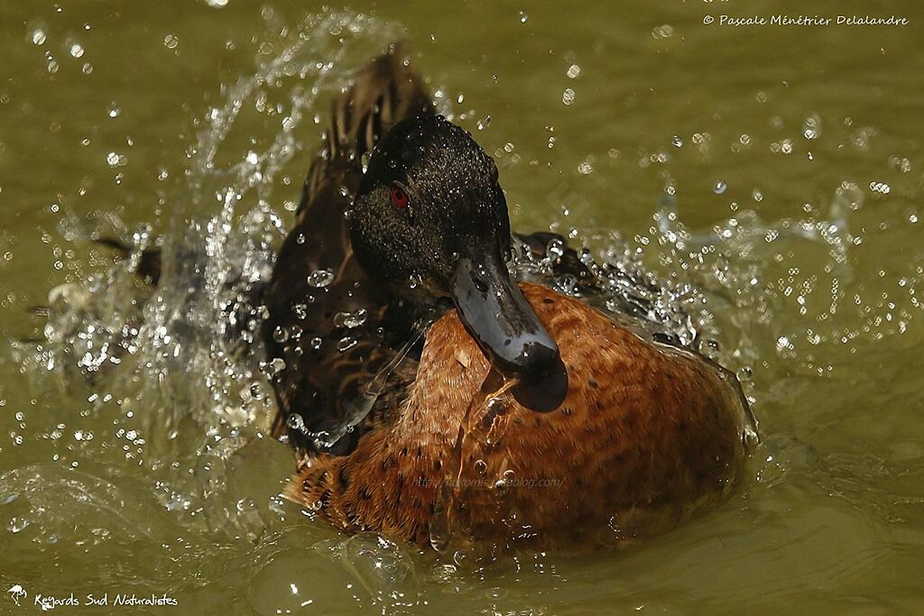 Chestnut Teal