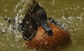 Chestnut Teal