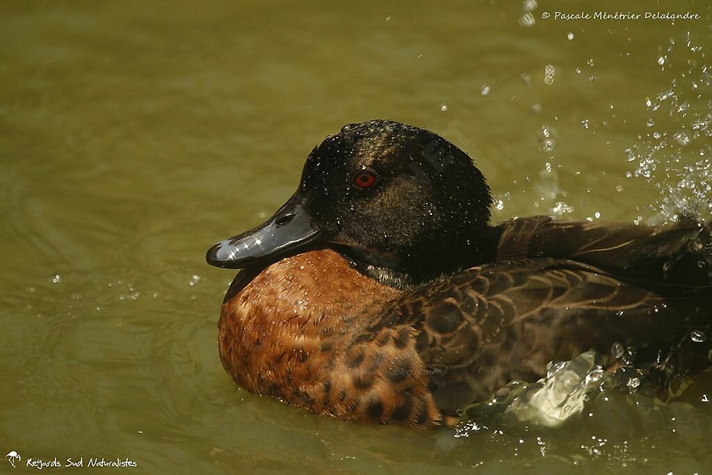 Chestnut Teal