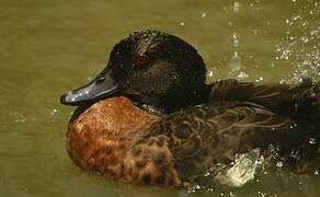 Chestnut Teal