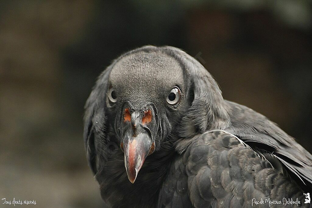 King Vulture