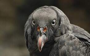 King Vulture