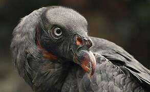 King Vulture