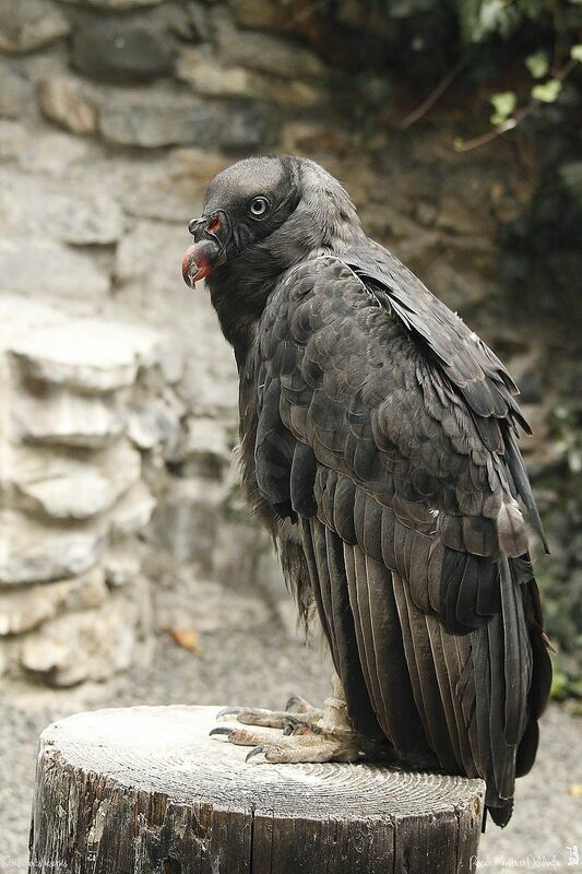 King Vulture