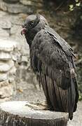 King Vulture