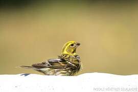 European Serin