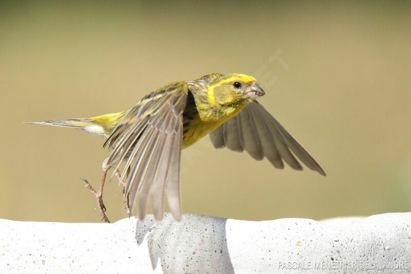 European Serin male