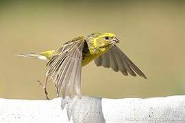 European Serin