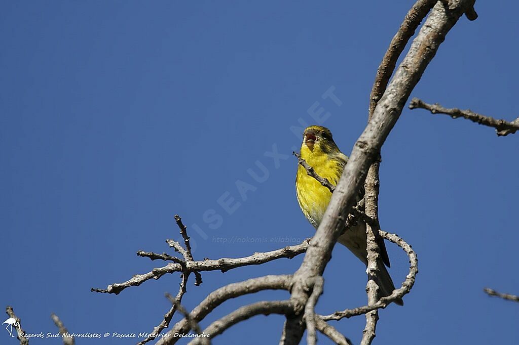 European Serin