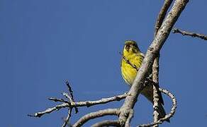 European Serin