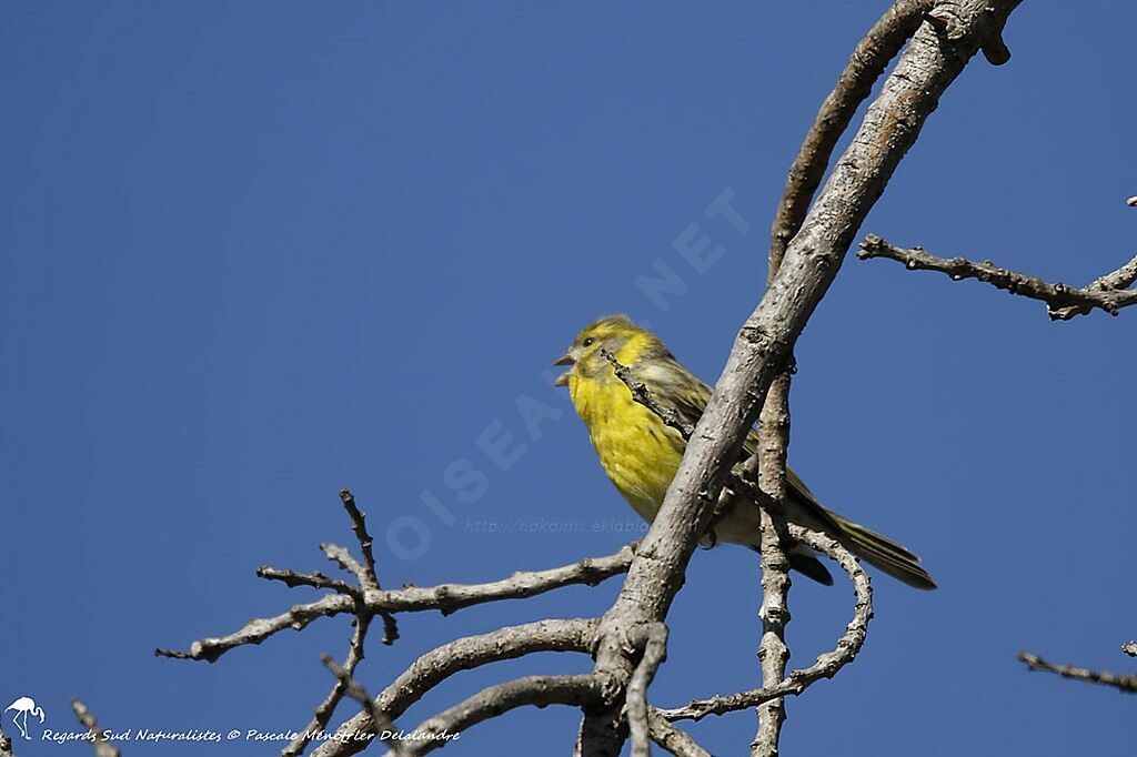 Serin cini