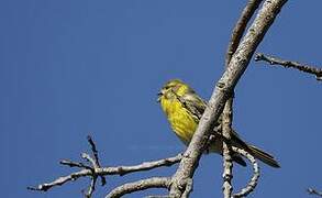 European Serin