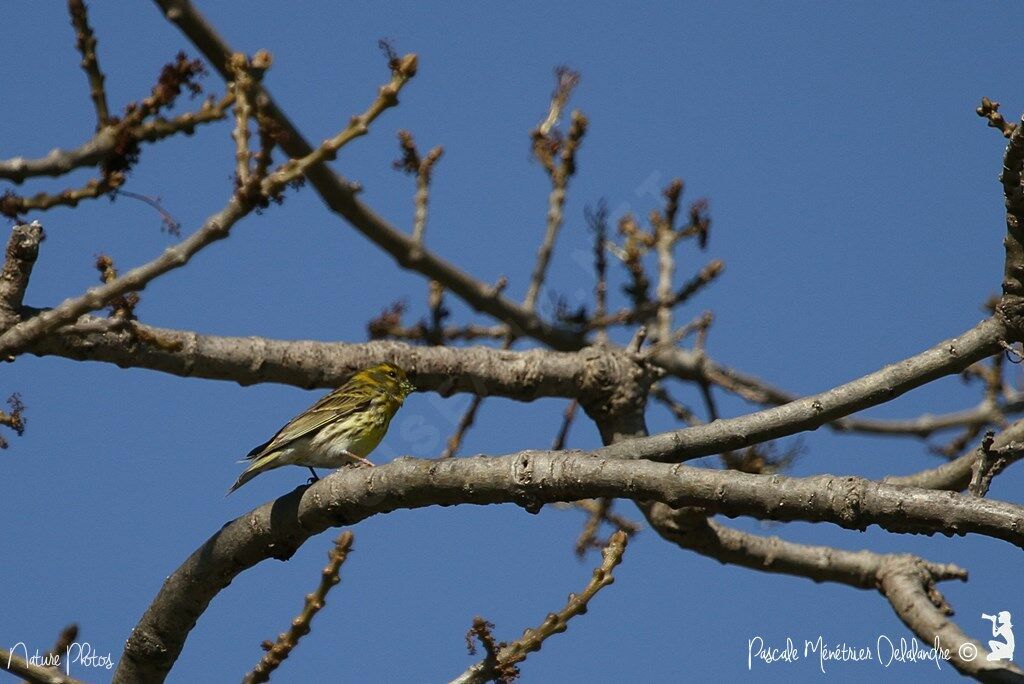 European Serin