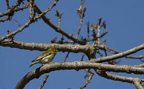 European Serin