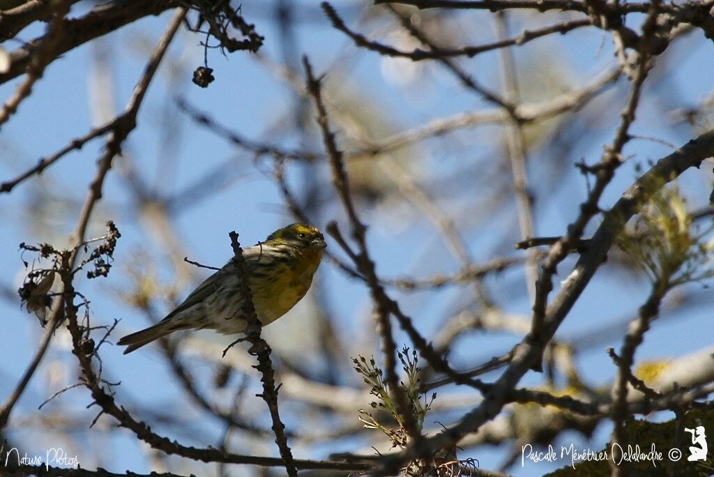 Serin cini