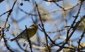 European Serin