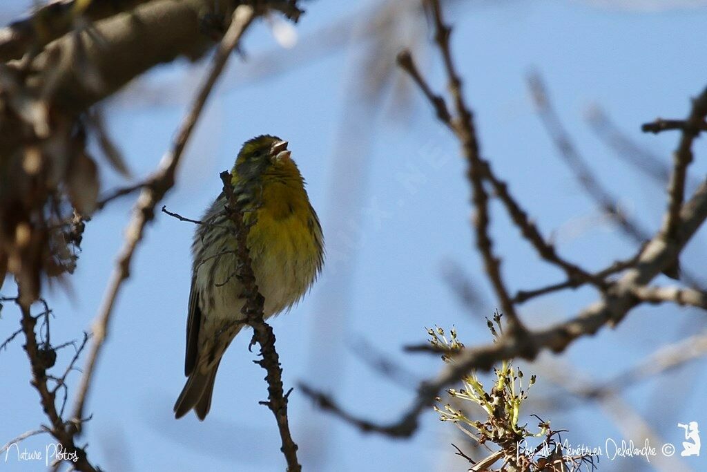 European Serin