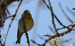 European Serin