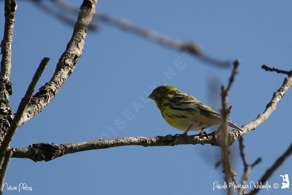 Serin cini