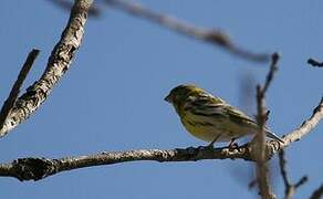 European Serin