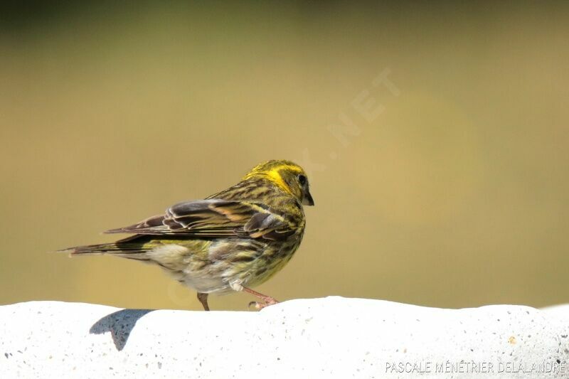 European Serin male