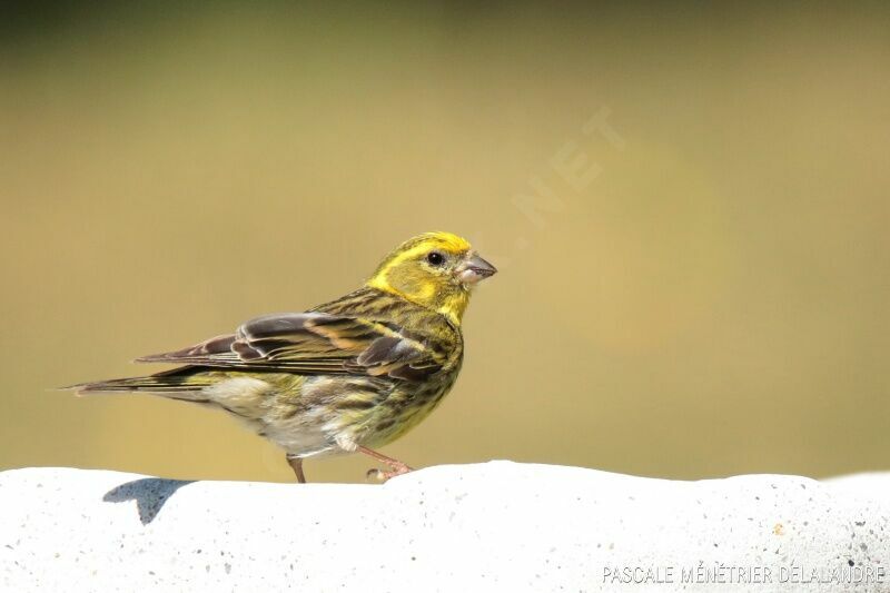 European Serin male