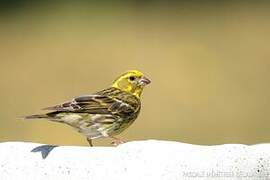 European Serin