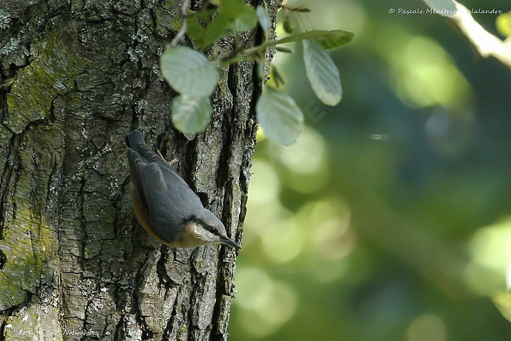 Eurasian Nuthatch