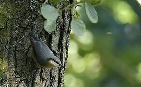 Eurasian Nuthatch