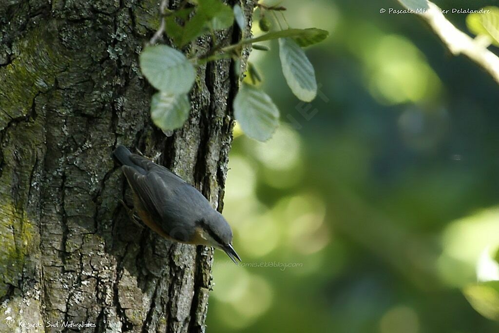 Eurasian Nuthatch