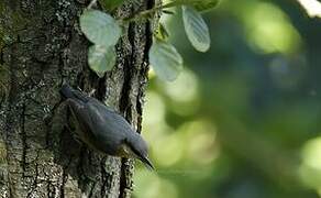 Eurasian Nuthatch