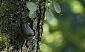 Eurasian Nuthatch