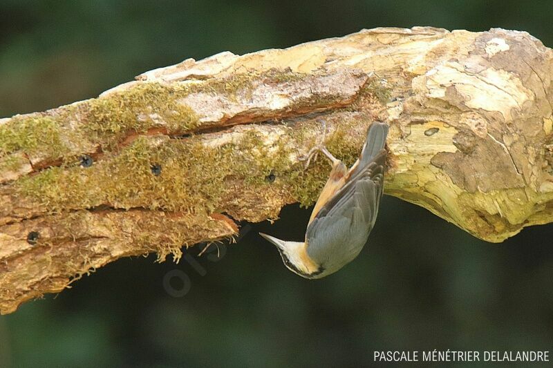 Eurasian Nuthatch