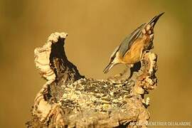 Eurasian Nuthatch