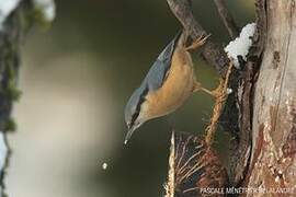 Eurasian Nuthatch