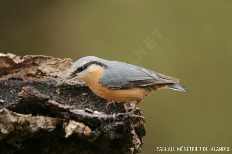 Eurasian Nuthatchadult