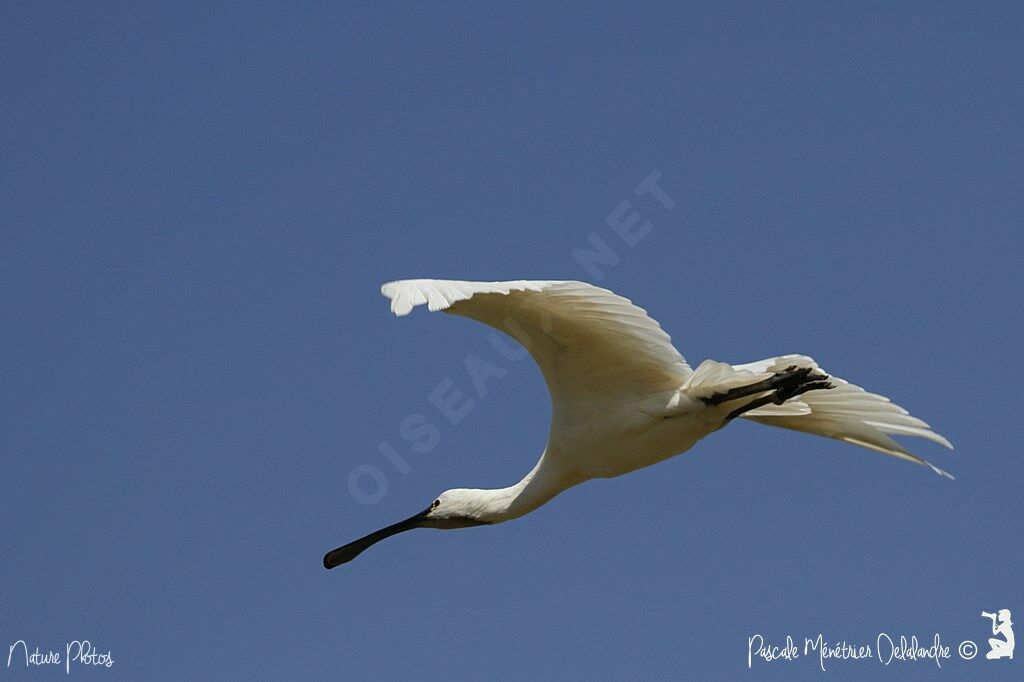 Eurasian Spoonbill