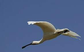 Eurasian Spoonbill