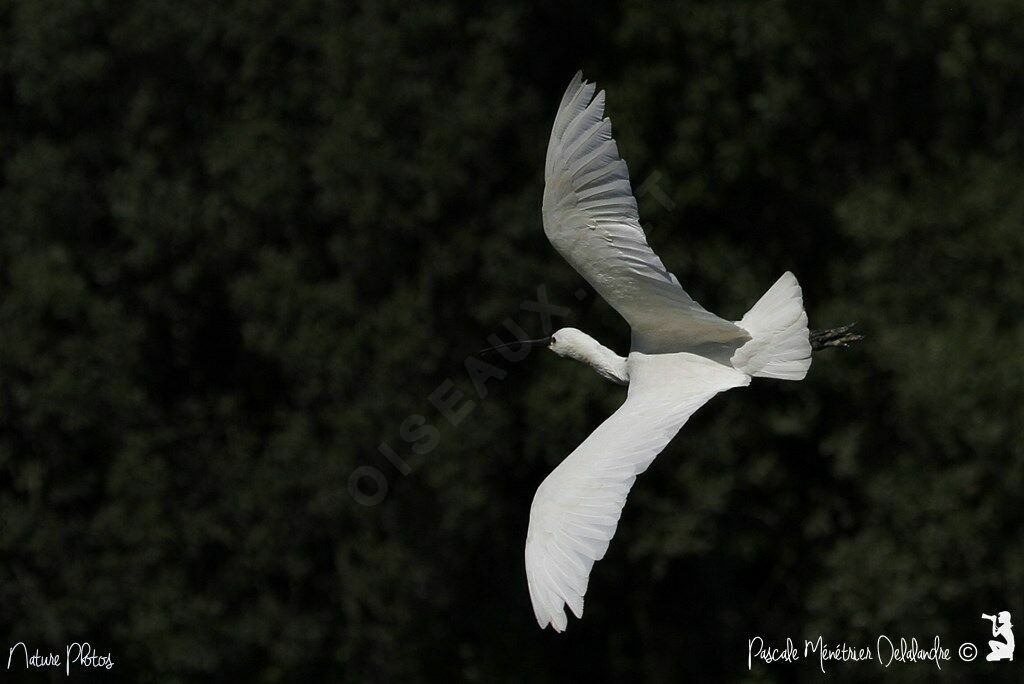 Eurasian Spoonbill