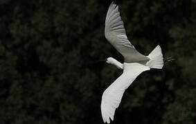 Eurasian Spoonbill