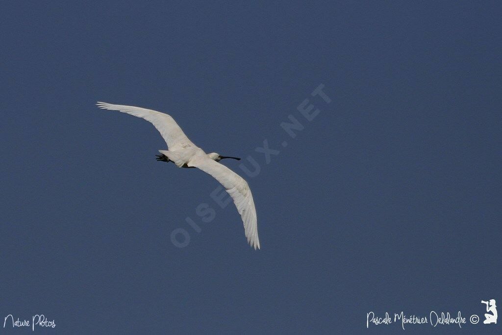 Eurasian Spoonbill