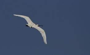 Eurasian Spoonbill