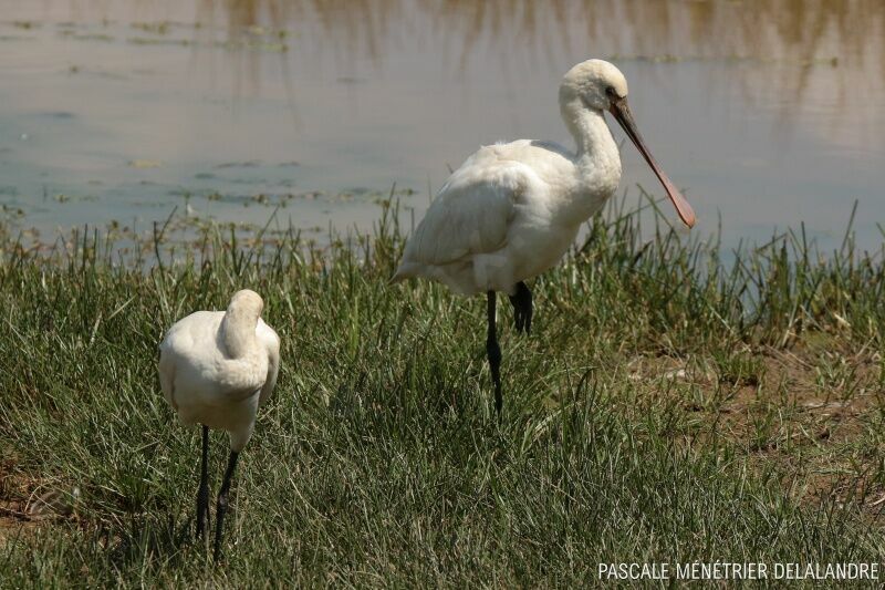 Eurasian Spoonbill