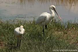 Eurasian Spoonbill