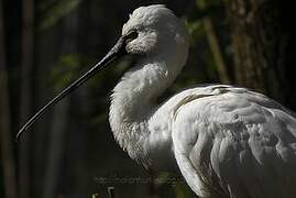 Eurasian Spoonbill